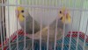 Rainbow budgies baby bird